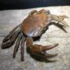 1 ks miniaturní čajové zvířátko ozdoba vintage krab simulace zvířecí model soška figurka starožitné kovové řemeslo dekorace na stůl