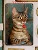 Funny Black and White Cat Eating Orange Slice Metal Wall Art 20x30cm
