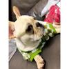 French Bulldog Winter Dog Clothes Coat Warm and Thickened Vest Jacket Fat Dog Costume Bulldog Pug Green Plaid Pet Dog Clothes