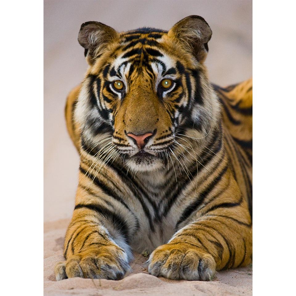 5D DIY Diamond Painting Animal Tiger Rhinestone Art Picture Full Diamond Embroidery Mosaic Home Decor Gift Kit