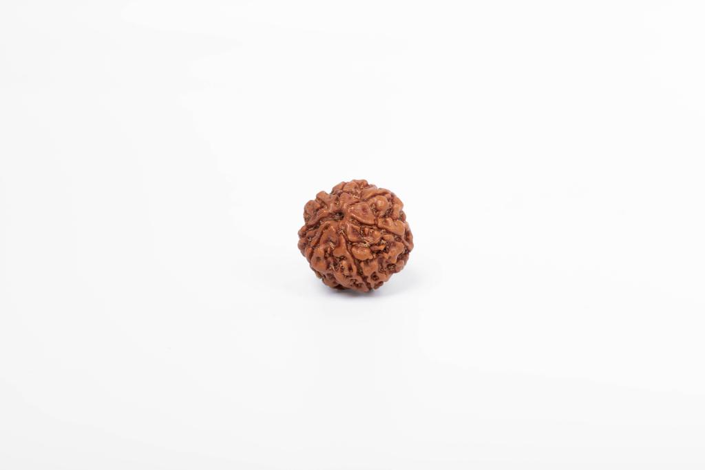 Natürliche 7 Mukhi Rudraksha-Perle – Nepali-Ursprung | Natürliche Perle für Glück & spirituelles Wachstum | Bio & Laborzertifiziert