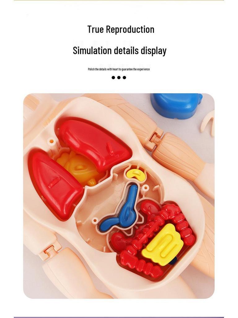 DIY Human Organ Model Kit: STEM Science Toys for Kindergarten Early Education