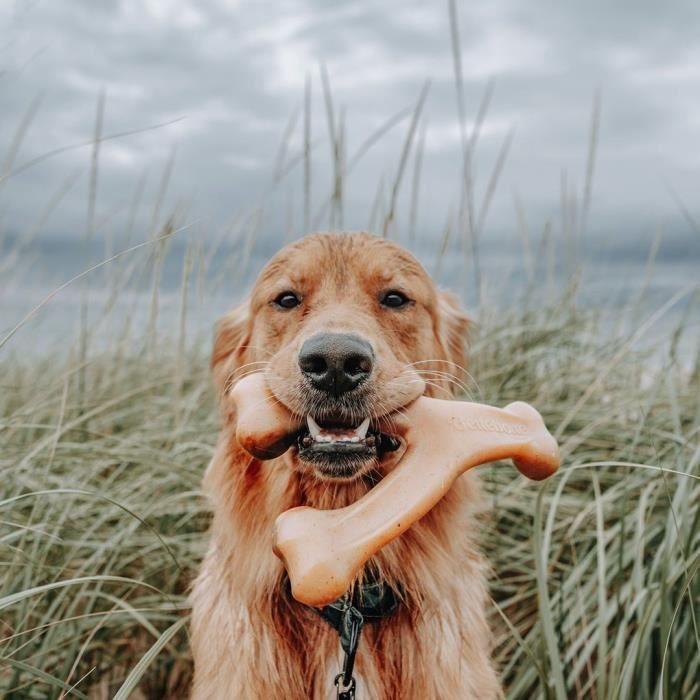 Benebone - jouet os à macher pour chien adulte saveur poulet, taille m
