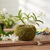 Květináč na mechovou kouli pro Kokedama Zahradničení Venkovní Vnitřní Displej Přírodní Mechový Květináč Průměr 15 cm Vnitřní Průměr 8 cm