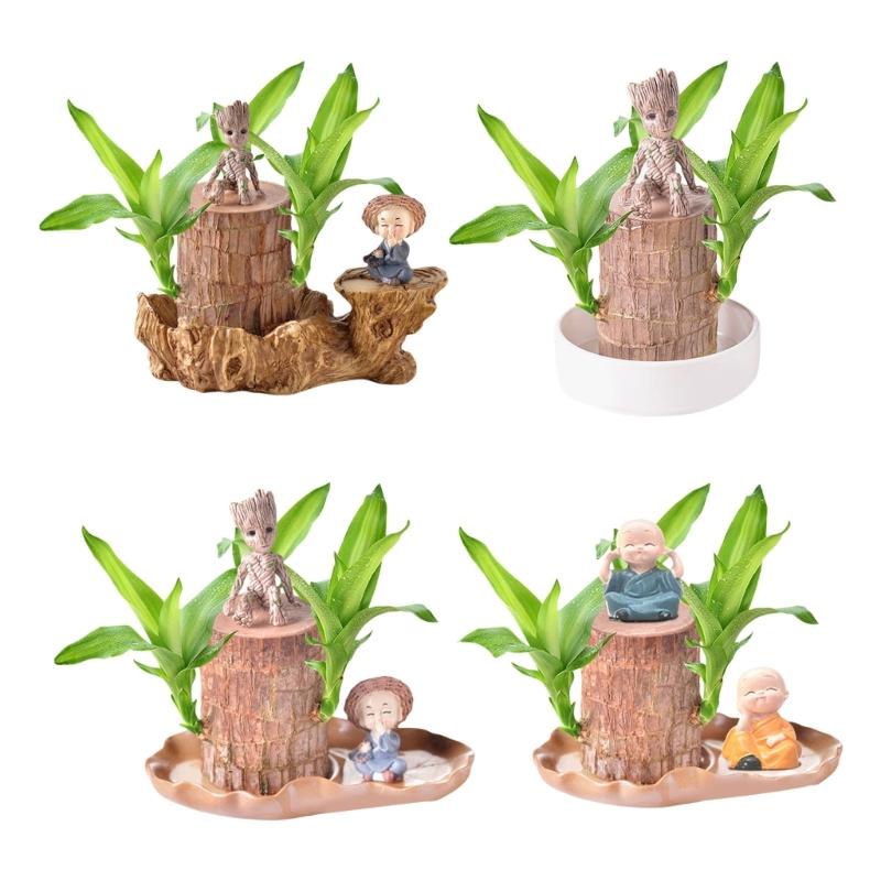 Brazilian Lucky Tree Water Culture Indoor Air Purifier Desk Planter Ceramic White Pot Meditations Decors