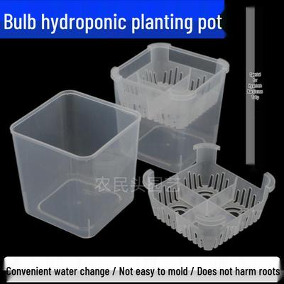 Transparenter Hydroponik-Blumentopfkorb für Zwiebeln: Tulpe, Hyazinthe, Lilie