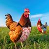 Chicken Diapers for Hens Pet Duck Diapers Reusable Washable Indoor Diapers Chicken Clothes Accessories with Bow Tie for Poultry