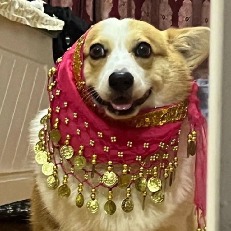 Glittering Corgy Party Belly Dance Skirt Sparkling Sequined Belly Dancing Costume Adjustable Belly Dance Dog Costume