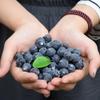 Lifelike Blueberry 20 Pcs Artificial Set Plastic Fruit for Bistro Coffee Shop and  Decor