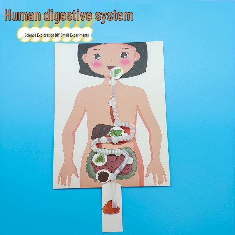 Kindergarten DIY Craft: Human Digestive System Model Educational Toy See packaging