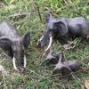 Wildlife Park Elephant Models: Asian, African & Mammoth - Educational Toy for Children's Cognitive Science