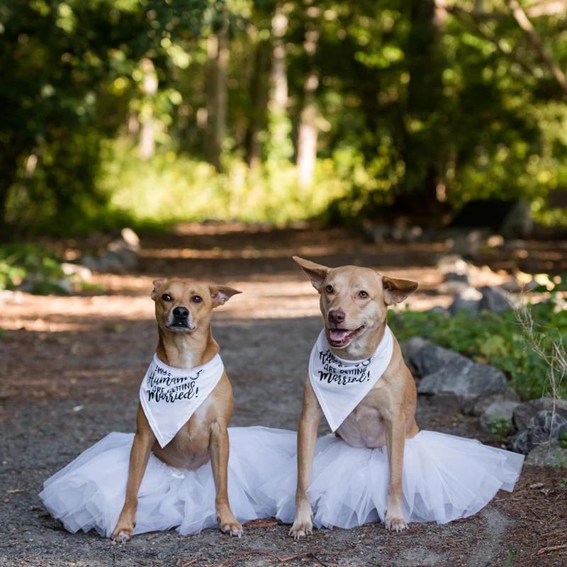 I miei Umani si Sposano Bandana per Cane Sciarpa per Animali Annuncio di Matrimonio Fidanzamento Decorazione per Bridal Shower Regalo per Servizio Fotografico
