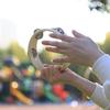 6inch Single Row Tambourine Percussion Musical Instruments Educational Toy Wood Round Handbell Handheld Tambourine