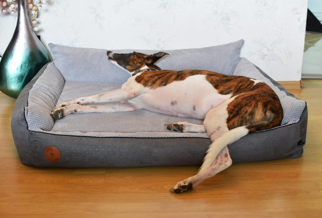 Rocky Orthopedic Bed Gray - 97cm x 86cm