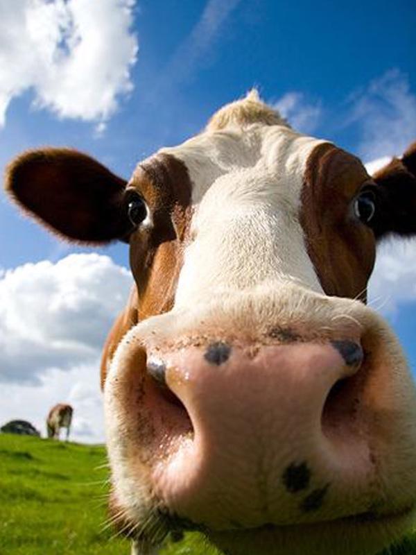 

Алмазная вышивка животных Алмазная картина 5D Полный набор для вышивки крестом Алмазная картина 15*20cm