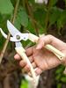 Stainless steel branch shears pruning shears picking fruit and flower shears garden fruit tree flower branch grafting gardening