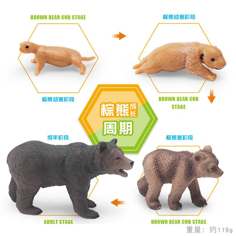 High-quality Pvc Static Brown Bear Growth Cycle Model Perfect For Animal Lovers Collectors Display