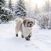 Plush Warm Dogs Snow Boots Adjustable Dog Rain Boots Dog Footwear Pet Foot Cover  Daily Wear