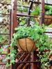 Iron Hanging Flower Pot Basket Coconut Palm Pad Wall Mounted Flowerpot Strong Wrought Iron Frame Detachable Chain for