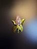 SKEDS Women Elegant Tassel Jewelry Brooches Exquisite Design Bow Flower Pin 20 Styles Luxury Crystal Corsage Fashion Badges