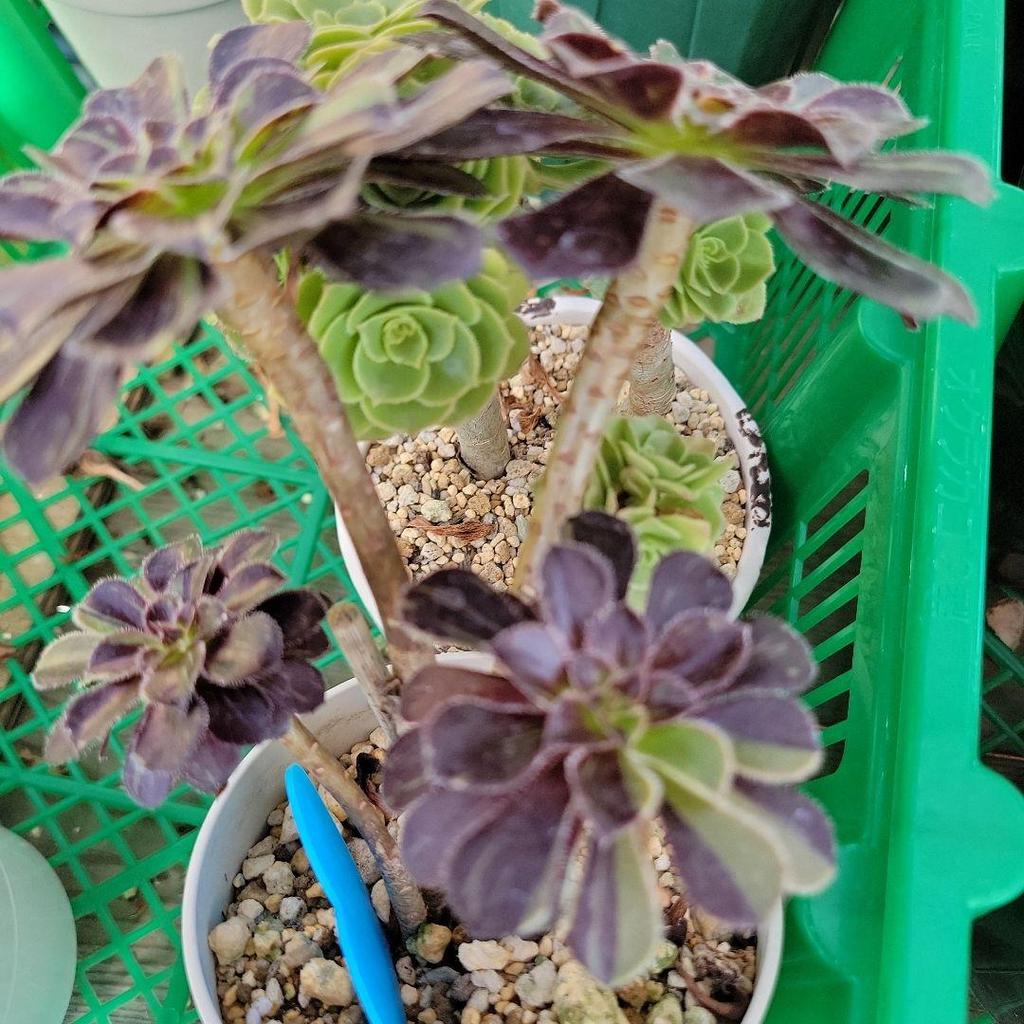 [USED] Big Bang Nishiki, Chameleon Nishiki, Aeo, Extra Large Clump, Uprooted Seedlings