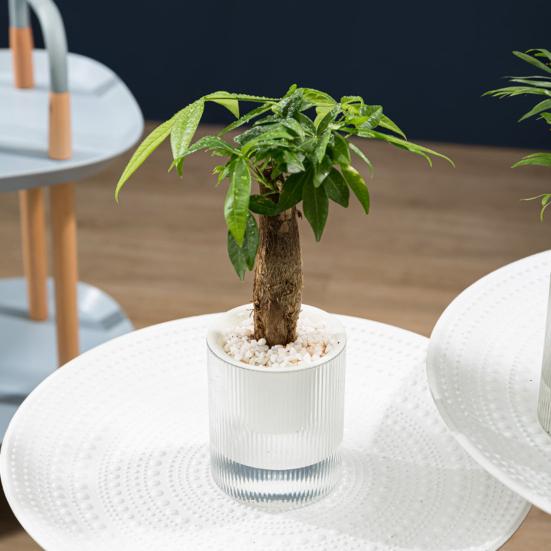 1/2Pcs Self Watering Pot with Drainage Holes Transparent Reservoir Indoor Outdoor Plants Planting Pot Herbs Succulents Flower Planter with Wick Rope