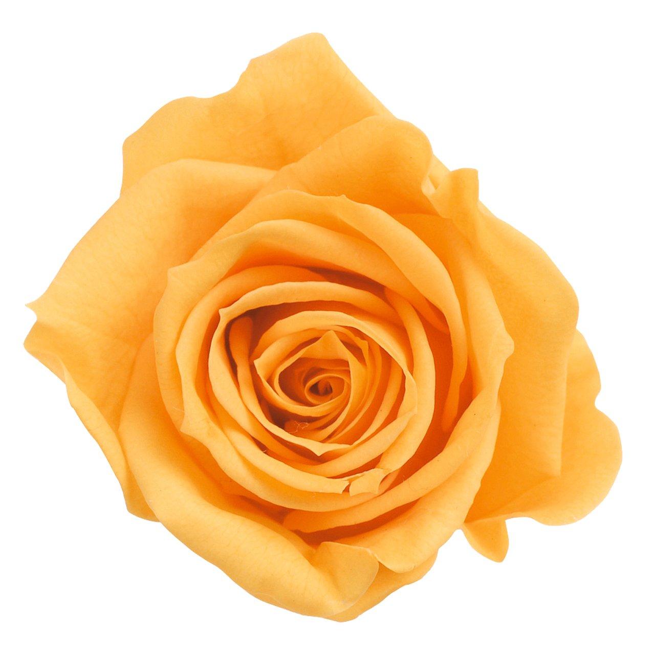 

Daichi Farm Preserved Flower Rose Izumi Fruity Orange Approx. Diameter 3.5-4.5cm x Height 3-3.5cm 9 blooms DO003480-351
