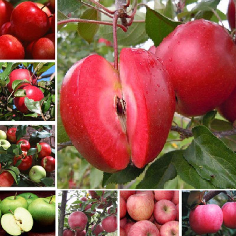 20Pcs Potted Apple Tree Seedlings Ornamental Edible Balcony To Lose