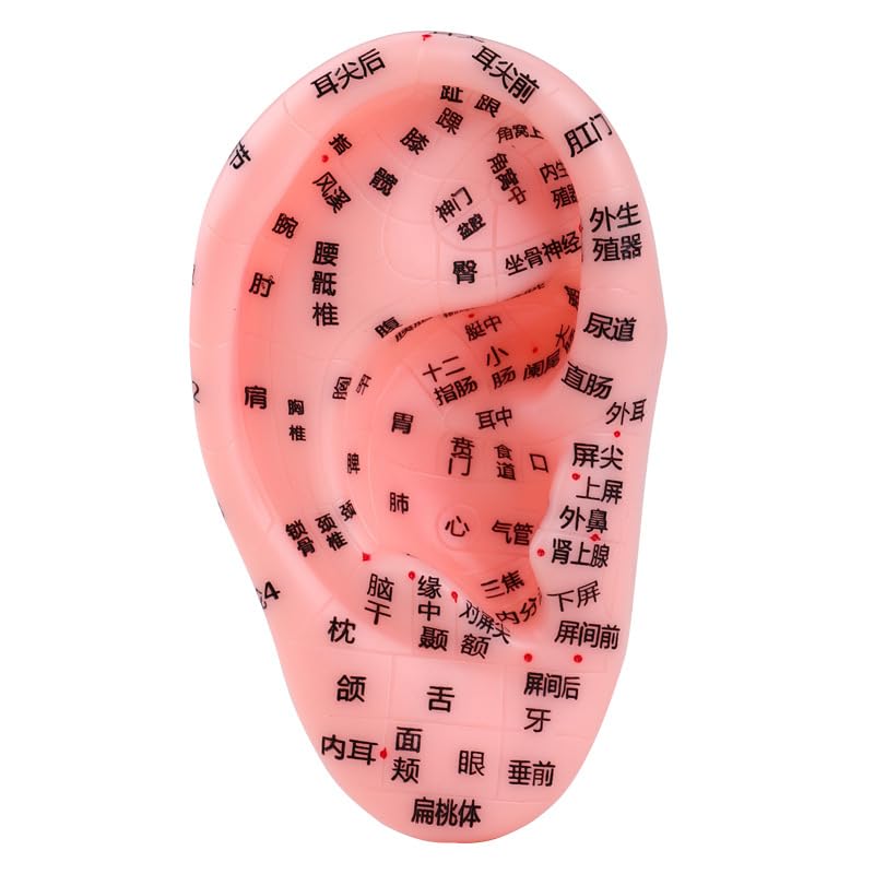 

Ушная точка ухо точка ухо точка практика ухо человеческое тело инструмент точка модель, наклейка, ювелирные изделия, товары, точка, школа, обучение, модель, (модель уха)