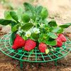 20Pcs Heavy-Duty Strawberry & Watermelon Planting Rack - Garden Support Frame with 3- Sturdy Design,Open Grid Drainage System