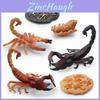 Set Model Ciclul de Viață Realist al Scorpionului, Patru Figurine Detaliate din PVC cu Insecte