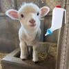 Hanging Type Lamb Baby Bottle Soft Nipple With Scale Goat Bottles Large Capacity Durable Animal Feeding Bottle
