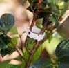 Clips for Tomatoes, Bean Plants, Shoots, 50 Pieces