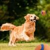 Pet Toy Ball Dog Fetch Ball Spherical Elastic Unbreakable Teeth Grinding Jumping Ball Interactive Pet Products and Accessories