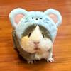 Meerschweinchen Hut Kaninchen Ohren Kopfbedeckung Kostüm Niedlich Prinzessin Thema Geschenk Handgewebt Kleines Haustier Hamster Kopfbedeckung