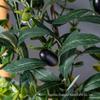 Simulated Green Olive & Eucalyptus Plant with Fruit Rattan Pine Cypress Vine for Wall Decoration.