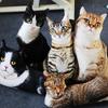 Creative Simulation Cat Pillow 3D Cat Cushion Animal Doll Photography Wedding Decor Sitting Lying Down Pose