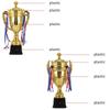 Plastic Model Gold Trophy Awards Sports Games Winner Award Trophy Toy  for Team Sport Competition