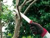 ARS Fruit Tree Pruning Saw 24 SG-24