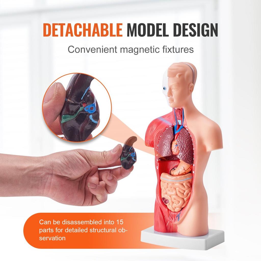 Human Body Model, 15 Parts 11 inch, Human Torso Anatomy Model Anatomical Skeleton Model with Removable Organs, Educational Teaching Tool for Students