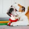 Santa Claus Cat Toy Christmas Dog Toys For Aggressive Chewers Bite-Resistant Teeth Cleaning Squeaky Plush Toy Boredom Relief