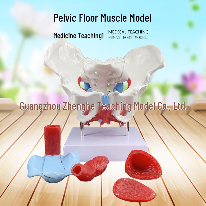 Female Pelvic Floor and Pelvic Bone Model for Childbirth and Midwifery Education 26x16x14 cm