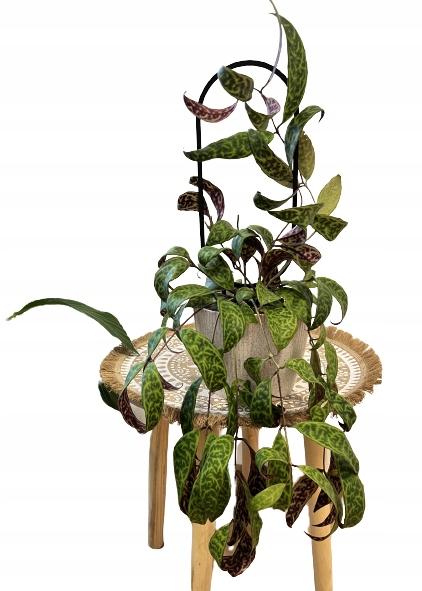 Podpora do roślin pnączy podpórka kwiatów pnących pergola drabinka l 38 cm