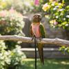 Safety Bird Harness Vest Cowboy Style Parrot Chest Harness Creative Parrot Flying Harness  Travel
