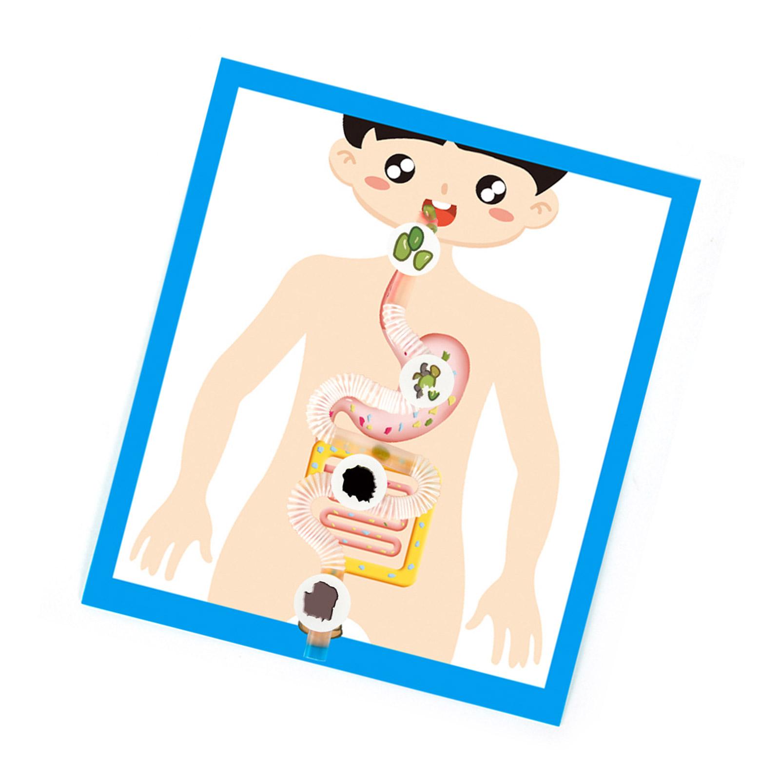 

Образовательная модель пищеварительной системы, легко собираемая для студента и учителя, модель анатомии пищеварительных органов, учебное пособие