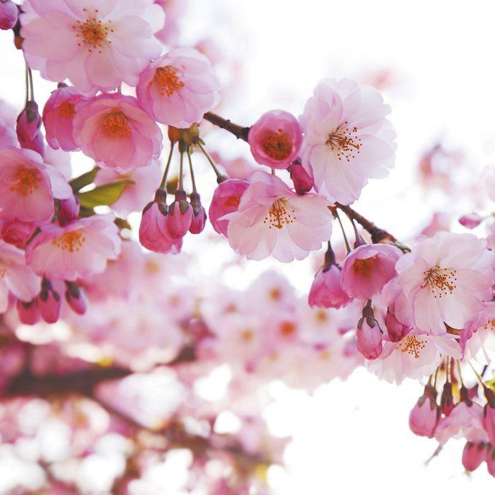 Parfum pour savon - Fleur de cerisier 27 ml