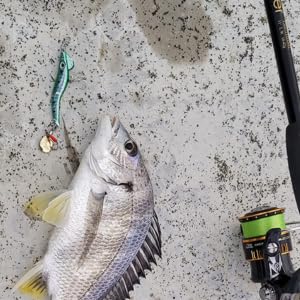 OHF Metal Jig Set, Shrimp-Shaped Spin Tail Jigs, 10-Piece Set (19)