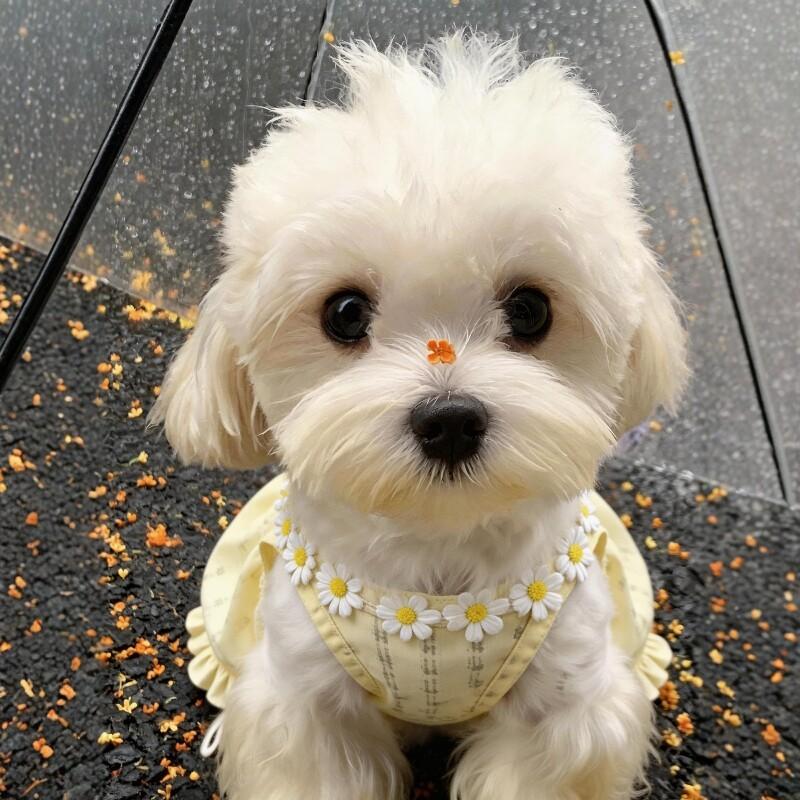Pet ins Thin Teddy Cat Bi Xiong Puppy Dog Clothes Princess Skirt Small Dog Summer Clothing Princess Style