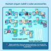 Science Experiment Human Body Organs Magic Cube For Students Educational Diy Toy