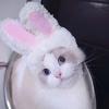 Cat Cosplay Dress Up Pet Hat Cute Lion Mane for Cat Puppy Lion Wig Costume Party Decoration Halloween Christmas Gatos Costume Cosplay Toy Pet Supplies